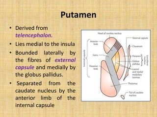Putamen
• Derived from
telencephalon.
• Lies medial to the insula
• Bounded laterally by
the fibres of external
capsule and medially by
the globus pallidus.
• Separated from the
caudate nucleus by the
anterior limb of the
internal capsule
 