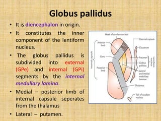 Globus pallidus
• It is diencephalon in origin.
• It constitutes the inner
component of the lentiform
nucleus.
• The globus pallidus is
subdivided into external
(GPe) and internal (GPi)
segments by the internal
medullary lamina.
• Medial – posterior limb of
internal capsule seperates
from the thalamus
• Lateral – putamen.
 