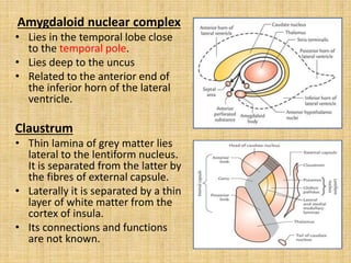 Amygdaloid nuclear complex
• Lies in the temporal lobe close
to the temporal pole.
• Lies deep to the uncus
• Related to the anterior end of
the inferior horn of the lateral
ventricle.
Claustrum
• Thin lamina of grey matter lies
lateral to the lentiform nucleus.
It is separated from the latter by
the fibres of external capsule.
• Laterally it is separated by a thin
layer of white matter from the
cortex of insula.
• Its connections and functions
are not known.
 