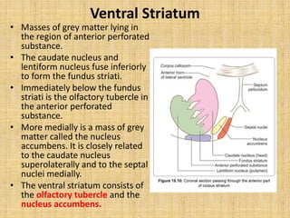Ventral Striatum
• Masses of grey matter lying in
the region of anterior perforated
substance.
• The caudate nucleus and
lentiform nucleus fuse inferiorly
to form the fundus striati.
• Immediately below the fundus
striati is the olfactory tubercle in
the anterior perforated
substance.
• More medially is a mass of grey
matter called the nucleus
accumbens. It is closely related
to the caudate nucleus
superolaterally and to the septal
nuclei medially.
• The ventral striatum consists of
the olfactory tubercle and the
nucleus accumbens.
 