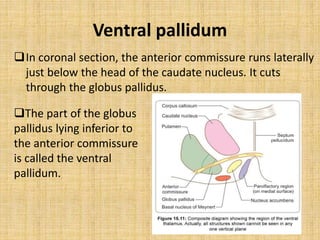 Ventral pallidum
In coronal section, the anterior commissure runs laterally
just below the head of the caudate nucleus. It cuts
through the globus pallidus.
The part of the globus
pallidus lying inferior to
the anterior commissure
is called the ventral
pallidum.
 