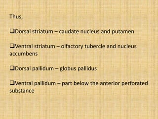 Thus,
Dorsal striatum – caudate nucleus and putamen
Ventral striatum – olfactory tubercle and nucleus
accumbens
Dorsal pallidum – globus pallidus
Ventral pallidum – part below the anterior perforated
substance
 