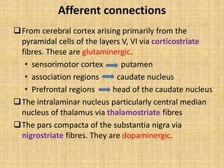 Afferent connections
From cerebral cortex arising primarily from the
pyramidal cells of the layers V, VI via corticostriate
fibres. These are glutaminergic.
• sensorimotor cortex putamen
• association regions caudate nucleus
• Prefrontal regions head of the caudate nucleus
The intralaminar nucleus particularly central median
nucleus of thalamus via thalamostriate fibres
The pars compacta of the substantia nigra via
nigrostriate fibres. They are dopaminergic.
 