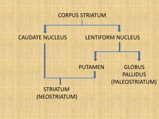 CORPUS STRIATUM
CAUDATE NUCLEUS LENTIFORM NUCLEUS
PUTAMEN GLOBUS
PALLIDUS
(PALEOSTRIATUM)
STRIATUM
(NEOSTRIATUM)
 