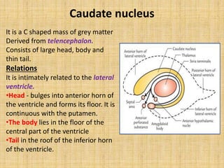It is a C shaped mass of grey matter
Derived from telencephalon.
Consists of large head, body and
thin tail.
Relations
It is intimately related to the lateral
ventricle.
•Head - bulges into anterior horn of
the ventricle and forms its floor. It is
continuous with the putamen.
•The body lies in the floor of the
central part of the ventricle
•Tail in the roof of the inferior horn
of the ventricle.
Caudate nucleus
 