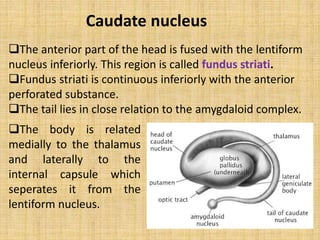 The anterior part of the head is fused with the lentiform
nucleus inferiorly. This region is called fundus striati.
Fundus striati is continuous inferiorly with the anterior
perforated substance.
The tail lies in close relation to the amygdaloid complex.
Caudate nucleus
The body is related
medially to the thalamus
and laterally to the
internal capsule which
seperates it from the
lentiform nucleus.
 