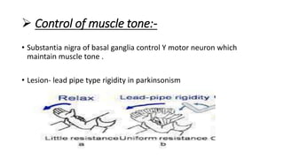 basal ganglia-2.pptx