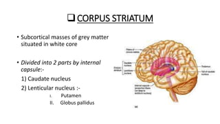 basal ganglia-2.pptx