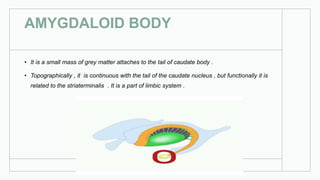 AMYGDALOID BODY
• It is a small mass of grey matter attaches to the tail of caudate body .
• Topographically , it is continuous with the tail of the caudate nucleus , but functionally it is
related to the striaterminalis . It is a part of limbic system .
 
