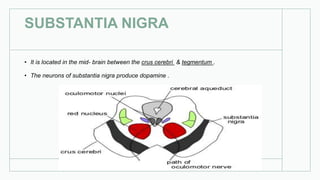 SUBSTANTIA NIGRA
• It is located in the mid- brain between the crus cerebri & tegmentum .
• The neurons of substantia nigra produce dopamine .
 
