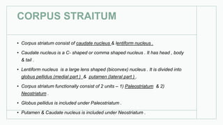 CORPUS STRAITUM
• Corpus striatum consist of caudate nucleus & lentiform nucleus .
• Caudate nucleus is a C- shaped or comma shaped nucleus . It has head , body
& tail .
• Lentiform nucleus is a large lens shaped (biconvex) nucleus . It is divided into
globus pellidus (medial part ) & putamen (lateral part ) .
• Corpus striatum functionally consist of 2 units – 1) Paleostriatum & 2)
Neostriatum .
• Globus pellidus is included under Paleostriatum .
• Putamen & Caudate nucleus is included under Neostriatum .
 