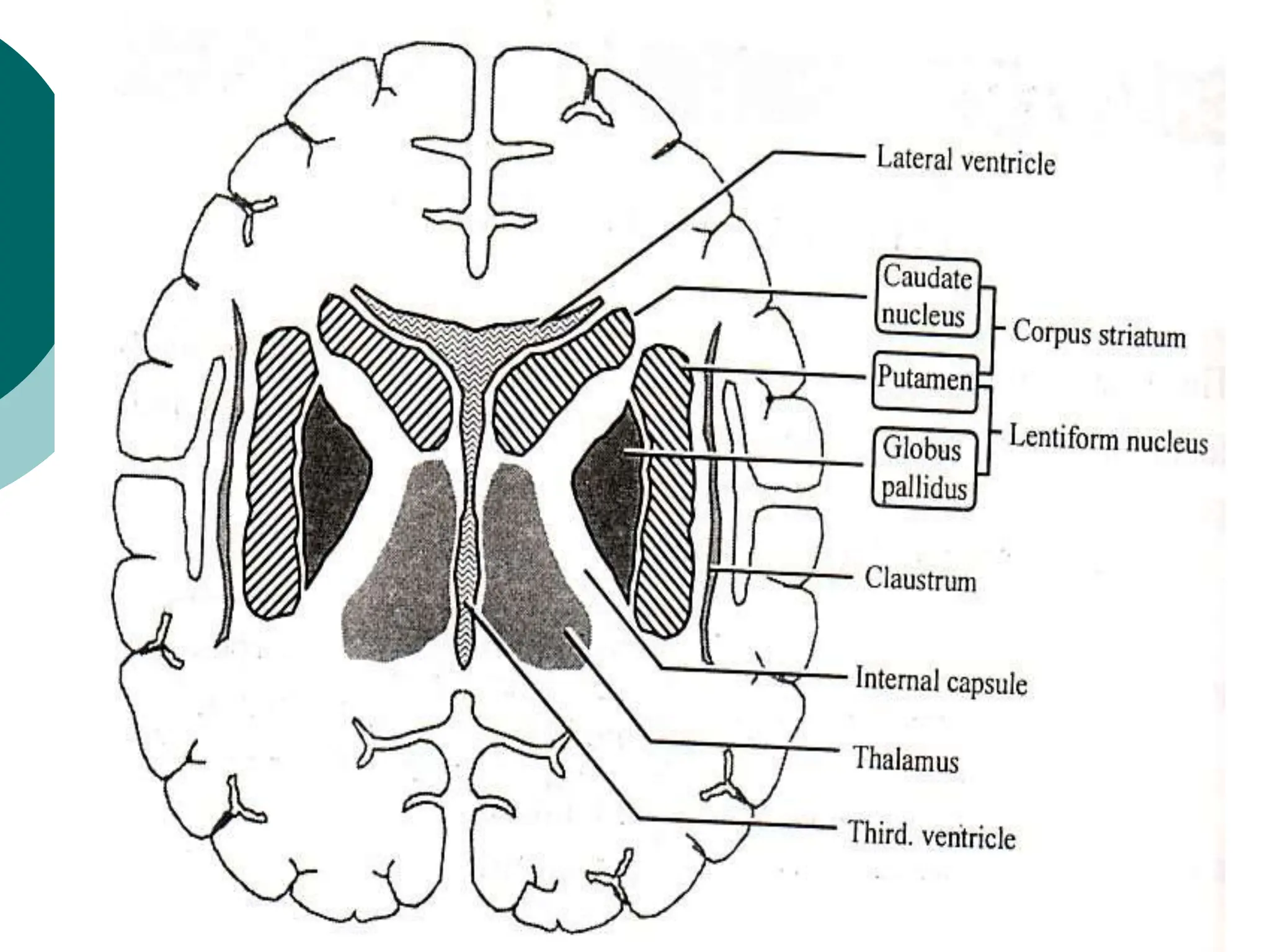 Basal ganglia powerpoint presentation free | PPT