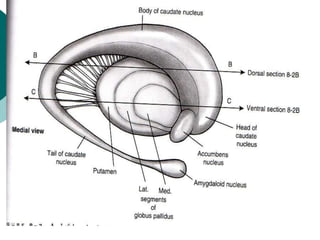 Basal ganglia powerpoint presentation free | PPT