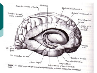 Basal ganglia powerpoint presentation free | PPT