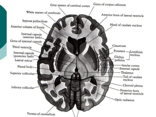 Basal ganglia powerpoint presentation free | PPT