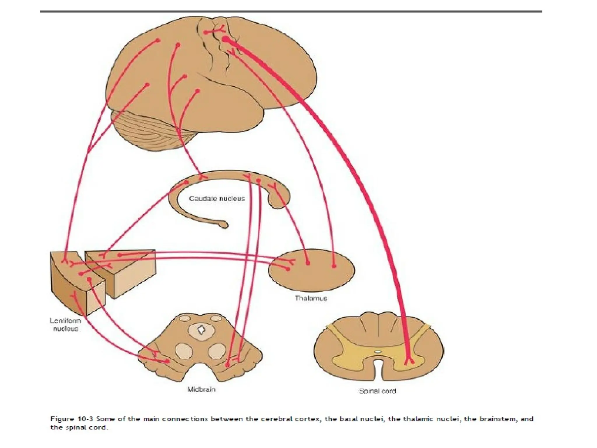 Basal Function BASAL GANGLIA, their Functions and Connections pptx | PPTX