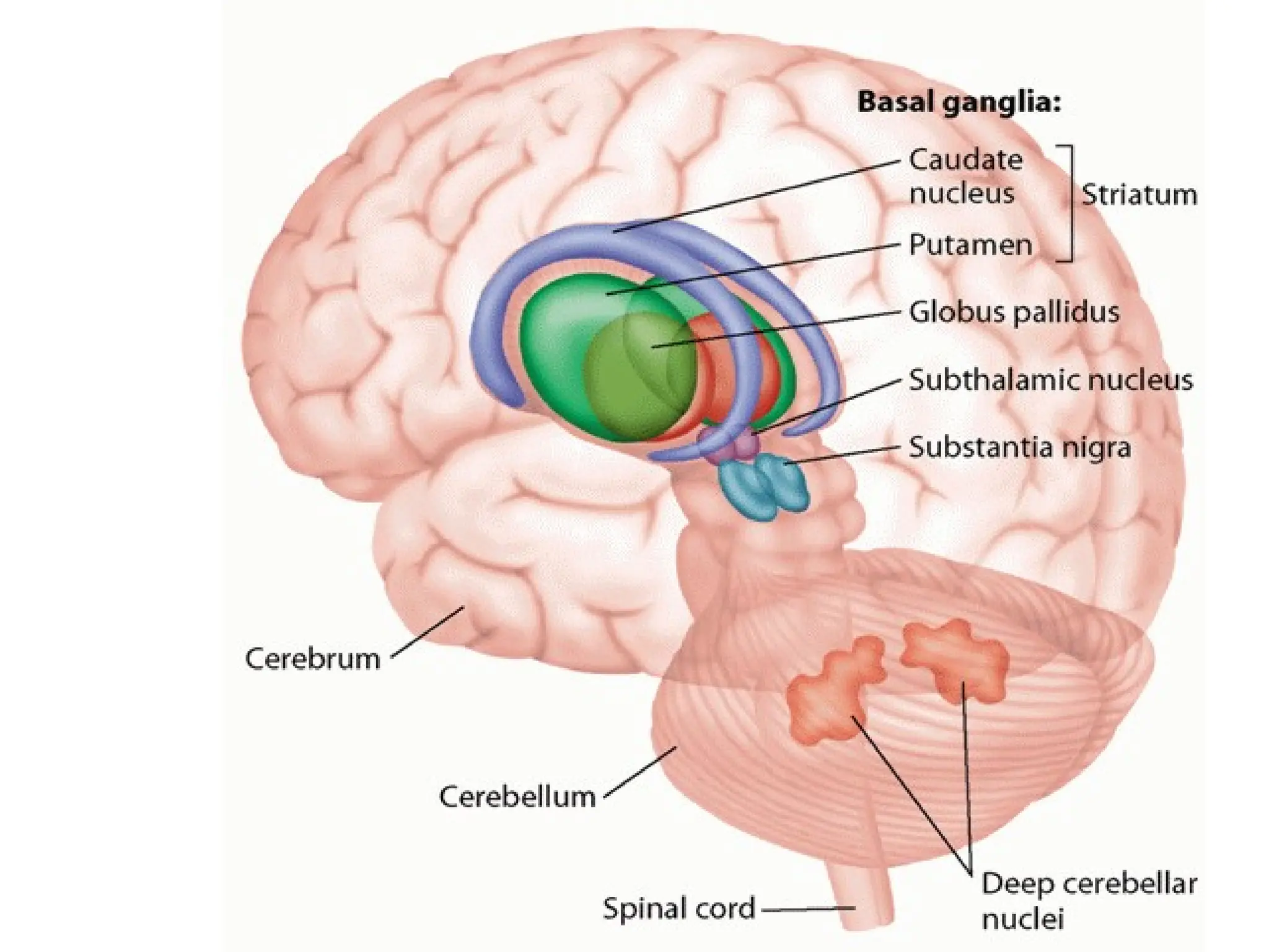 Basal Function BASAL GANGLIA, their Functions and Connections pptx | PPTX
