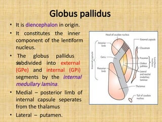 Globus pallidus
• It is diencephalon in origin.
• It constitutes the inner
component of the lentiform
nucleus.
• The globus pallidus
is
subdivided into external
(GPe) and internal (GPi)
segments by the internal
medullary lamina.
• Medial – posterior limb of
internal capsule seperates
from the thalamus
• Lateral – putamen.
 