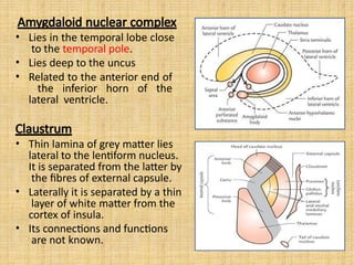 Amygdaloid nuclear complex
• Lies in the temporal lobe close
to the temporal pole.
• Lies deep to the uncus
• Related to the anterior end of
the inferior horn of the
lateral ventricle.
Claustrum
• Thin lamina of grey matter lies
lateral to the lentiform nucleus.
It is separated from the latter by
the fibres of external capsule.
• Laterally it is separated by a thin
layer of white matter from the
cortex of insula.
• Its connections and functions
are not known.
 