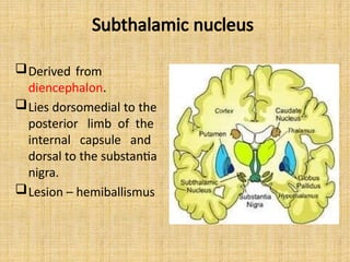 Subthalamic nucleus
Derived from
diencephalon.
Lies dorsomedial to the
posterior limb of the
internal capsule and
dorsal to the substantia
nigra.
Lesion – hemiballismus
 