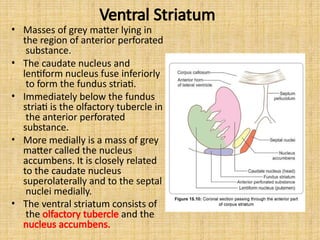 Ventral Striatum
• Masses of grey matter lying in
the region of anterior perforated
substance.
• The caudate nucleus and
lentiform nucleus fuse inferiorly
to form the fundus striati.
• Immediately below the fundus
striati is the olfactory tubercle in
the anterior perforated
substance.
• More medially is a mass of grey
matter called the nucleus
accumbens. It is closely related
to the caudate nucleus
superolaterally and to the septal
nuclei medially.
• The ventral striatum consists of
the olfactory tubercle and the
nucleus accumbens.
 