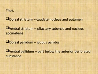 Thus,
Dorsal striatum – caudate nucleus and putamen
Ventral striatum – olfactory tubercle and nucleus
accumbens
Dorsal pallidum – globus pallidus
Ventral pallidum – part below the anterior perforated
substance
 