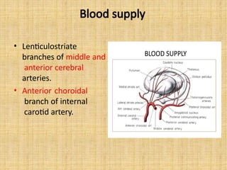 Blood supply
• Lenticulostriate
branches of middle and
anterior cerebral
arteries.
• Anterior choroidal
branch of internal
carotid artery.
 