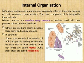 Internal Organization
Caudate nucleus and putamen are frequently referred together because
of their common charecteristics. They are composed of histologically
identical cells.
Most neurons are medium spiny neurons – medium sized cells that
possess spines on their dendrites.
 Others are medium aspiny neurons,
large spiny and aspiny neurons.
 In striatum,
Zones that contain low density of
AChE enzymatic activity surrounded
by areas rich in AChE activity. AChE
rich areas are called matrix. AChE
poor areas are called striosomes.
 