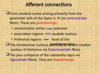 Afferent connections
From cerebral cortex arising primarily from the
pyramidal cells of the layers V, VI via corticostriate
fibres. These are glutaminergic.
• sensorimotor cortex
• association regions
• Prefrontal regions
putamen
caudate nucleus
head of the
caudate nucleus
The intralaminar nucleus particularly central median
nucleus of thalamus via thalamostriate fibres
The pars compacta of the substantia nigra via
nigrostriate fibres. They are dopaminergic.
 