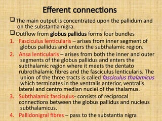 Efferent connections
The main output is concentrated upon the pallidum and
on the substantia nigra.
Outflow from globus pallidus forms four bundles
1. Fasciculus lenticularis – arises from inner segment of
globus pallidus and enters the subthalamic region.
2. Ansa lenticularis – arises from both the inner and outer
segments of the globus pallidus and enters the
subthalamic region where it meets the dentato
rubrothalamic fibres and the fasciculus lenticularis. The
union of the three tracts is called fasciculus thalamicus
which terminates in the ventralis anterior, ventralis
lateral and centro median nuclei of the thalamus.
3. Subthalamic fasciculus- consists of reciprocal
connections between the globus pallidus and nucleus
subthalamicus.
4. Pallidonigral fibres – pass to the substantia nigra
 