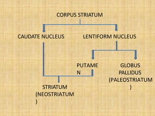 CORPUS STRIATUM
CAUDATE NUCLEUS LENTIFORM NUCLEUS
PUTAME
N
GLOBUS
PALLIDUS
(PALEOSTRIATUM
)
STRIATUM
(NEOSTRIATUM
)
 