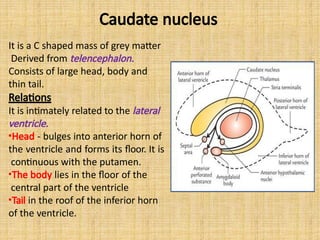 It is a C shaped mass of grey matter
Derived from telencephalon.
Consists of large head, body and
thin tail.
Relations
It is intimately related to the lateral
ventricle.
•Head - bulges into anterior horn of
the ventricle and forms its floor. It is
continuous with the putamen.
•The body lies in the floor of the
central part of the ventricle
•Tail in the roof of the inferior horn
of the ventricle.
Caudate nucleus
 