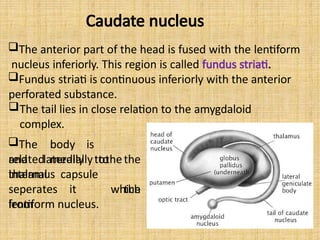 Caudate nucleus
The anterior part of the head is fused with the lentiform
nucleus inferiorly. This region is called fundus striati.
Fundus striati is continuous inferiorly with the anterior
perforated substance.
The tail lies in close relation to the amygdaloid
complex.
The body is
related mediallytothe
thalamus
and laterally to the
which
internal capsule
seperates it
from
the
lentiform nucleus.
 