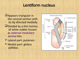 Lentiform nucleus
Appears triangular in
the coronal section with
its tip directed medially.
Divided by a thin lamina
of white matter known
as external medullary
lamina into
 Lateral part- putamen
 Medial part- globus
pallidus
 