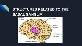 Basal Function Basal Ganglia Of The Brain (Cerebellum).pptx