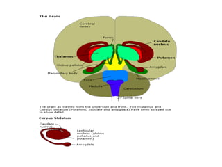 Basal Function basal ganglia and its connections and functions .pptx