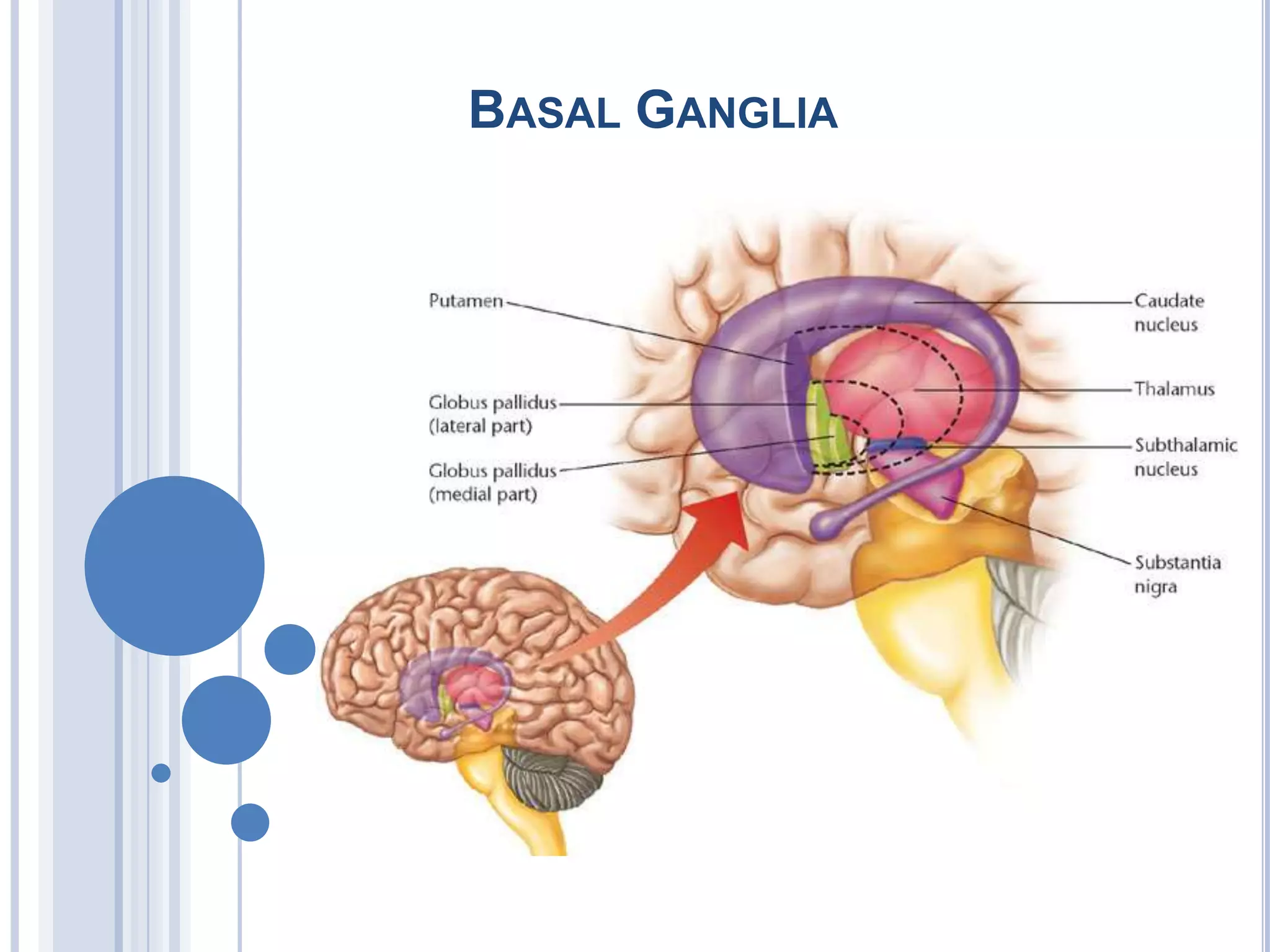 Basal Ganglia 1 Physiological Anatomy And Neuronal Circuit