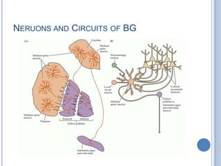 Basal Ganglia Clinical Anatomy Physiology | PPTX