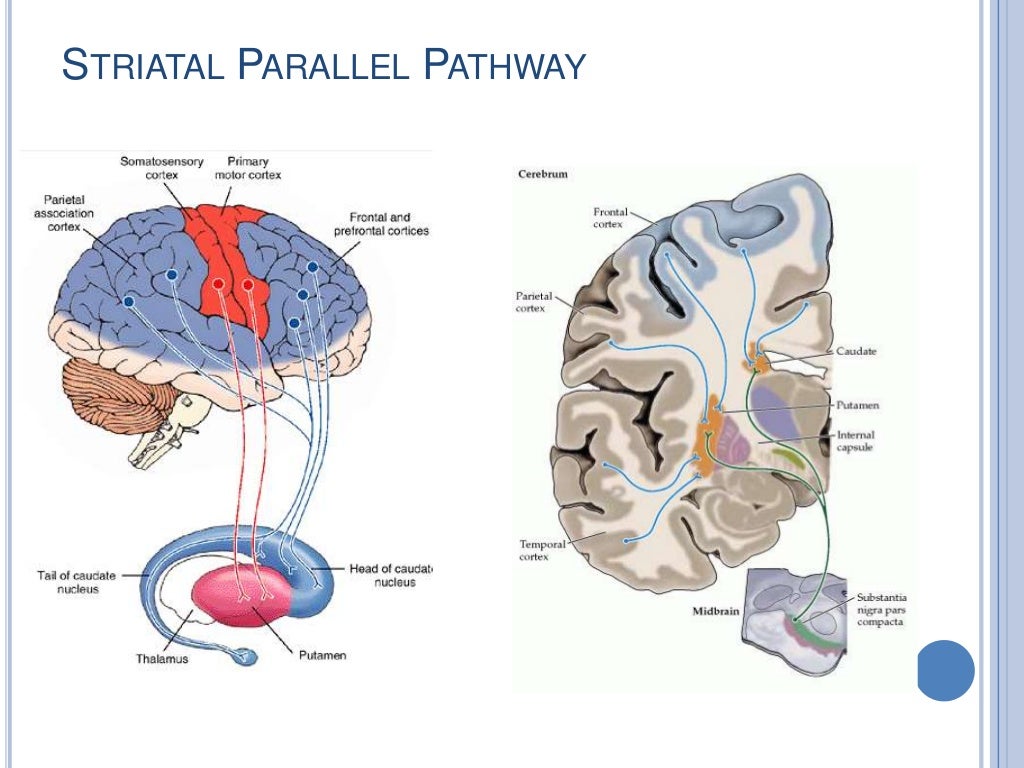 Basal Ganglia Clinical Anatomy Physiology