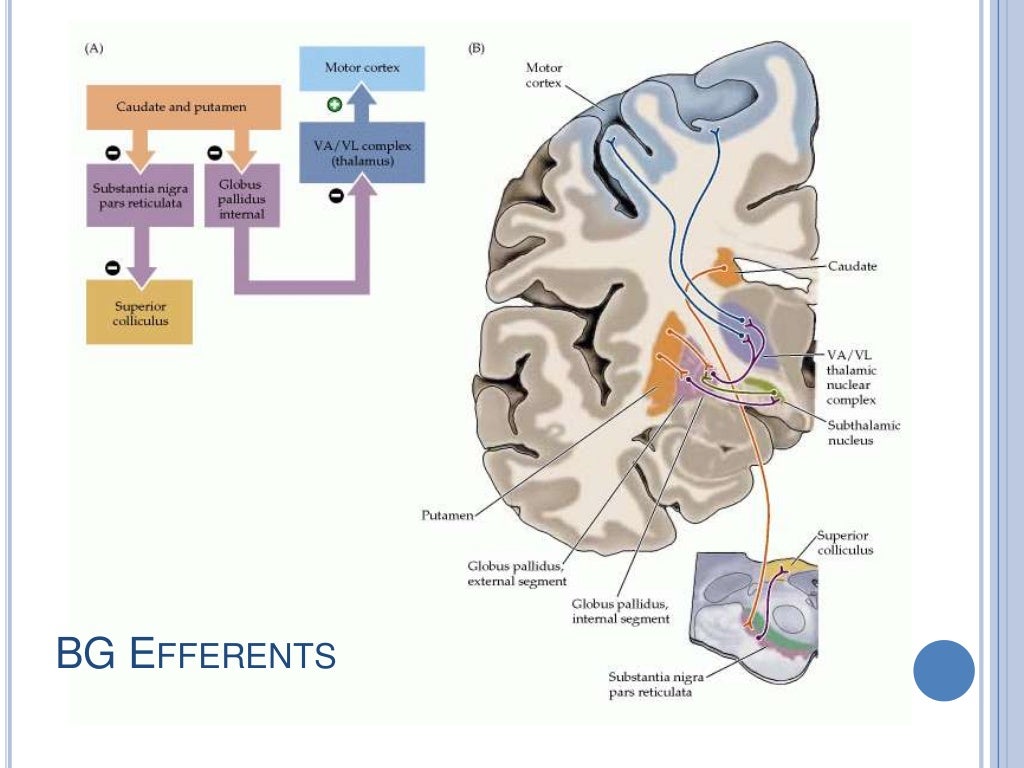 Basal Ganglia Clinical Anatomy Physiology