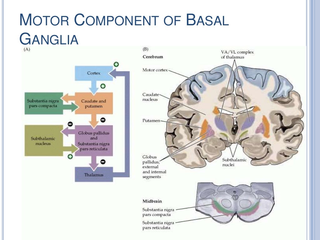 Basal Ganglia Clinical Anatomy Physiology