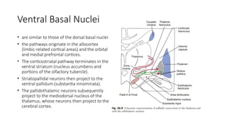 Comprehensive Anatomy and Function of Basal Ganglia in Neurology | PPTX