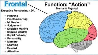 Basal Function basal ganglia and cerebral cortex final 1.pptx