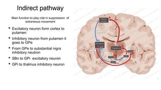 basal ganglia and its circuits connection.pptx