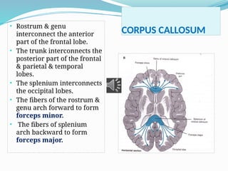 Basal ganglia and white matter.pptx11111 | PPTX