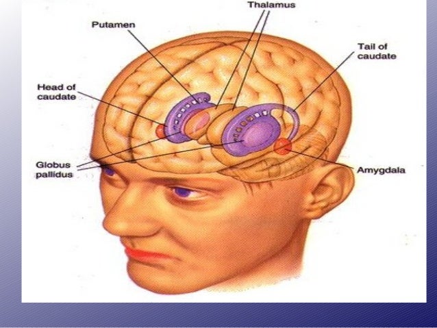 Basal ganglia by dr kifayat