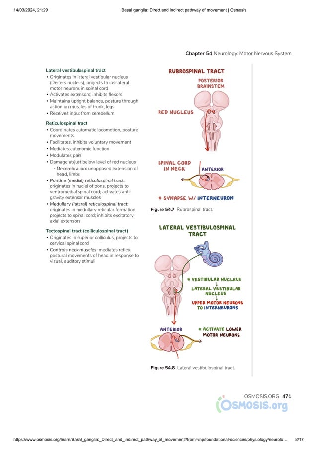 Basal ganglia_ Direct and indirect pathway of movement _ Osmosis.pdf