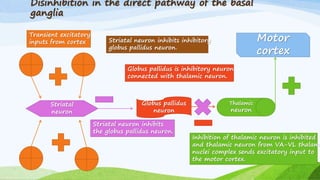 Disinhibition in the direct pathway of the basal
ganglia
Transient excitatory
inputs from cortex
Striatal
neuron
Striatal neuron inhibits
the globus pallidus neuron.
Globus pallidus
neuron
Globus pallidus is inhibitory neuron
connected with thalamic neuron.
Striatal neuron inhibits inhibitory
globus pallidus neuron.
Thalamic
neuron
Inhibition of thalamic neuron is inhibited
and thalamic neuron from VA-VL thalami
nuclei complex sends excitatory input to
the motor cortex.
Motor
cortex
 