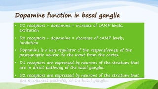 Dopamine function in basal ganglia
• D1 receptors + dopamine = increase of cAMP levels,
excitation
• D2 receptors + dopamine = decrease of cAMP levels,
inhibition
• Dopamine is a key regulator of the responsiveness of the
postsynaptic neuron to the input from the cortex.
• D1 receptors are expressed by neurons of the striatum that
are in direct pathway of the basal ganglia.
• D2 receptors are expressed by neurons of the striatum that
are in indirect pathway of the basal ganglia.
 
