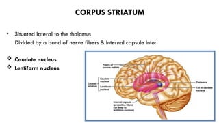 Basal Ganglia | PPTX